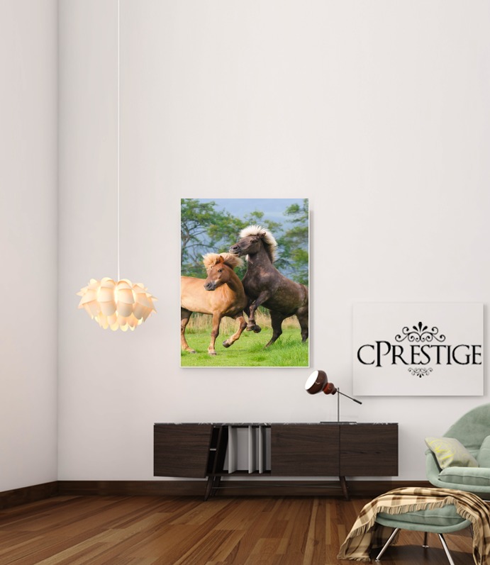  Two Icelandic horses playing, rearing and frolic around in a meadow para Poster adhesivas 30 * 40 cm