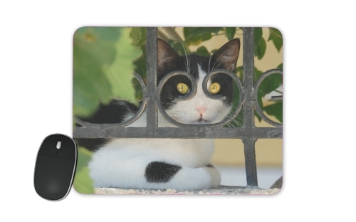  Cat with spectacles frame, she looks through a wrought iron fence para alfombrillas raton