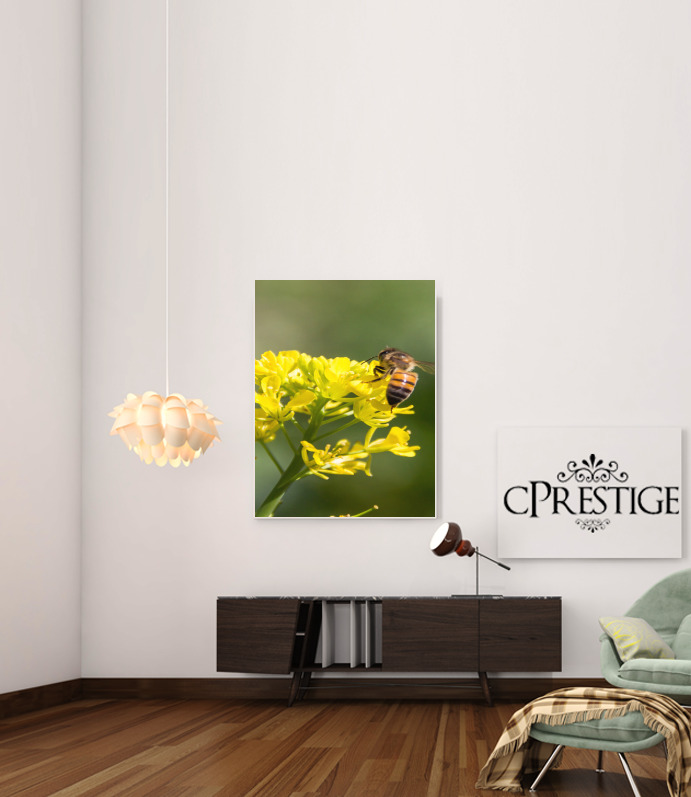  A bee in the yellow mustard flowers para Poster adhesivas 30 * 40 cm