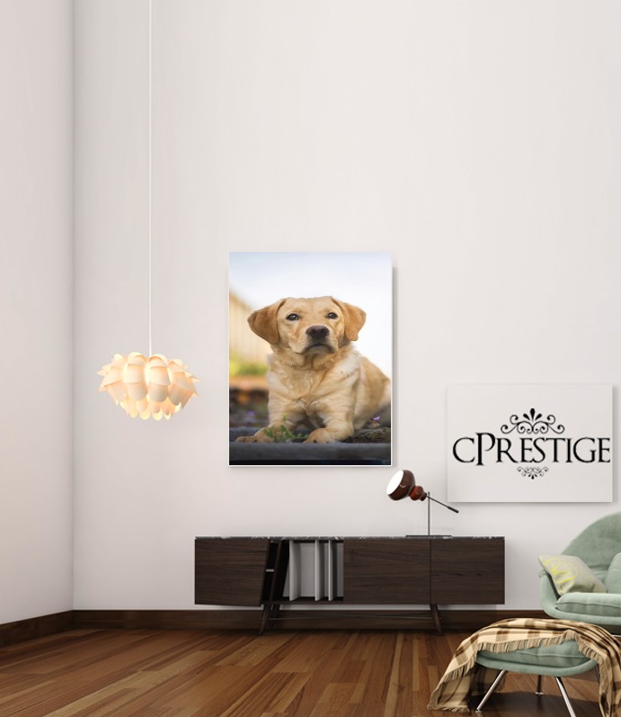  Labrador Dog para Poster adhesivas 30 * 40 cm