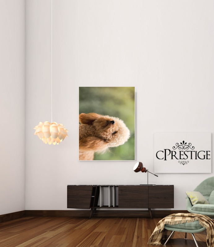  poodle on grassy field para Poster adhesivas 30 * 40 cm