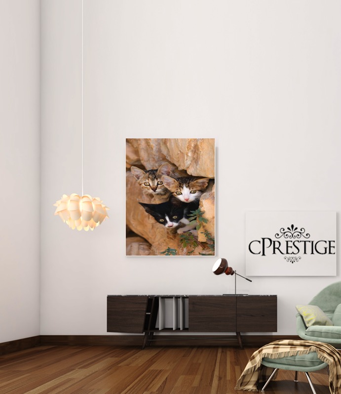  Three cute kittens in a wall hole para Poster adhesivas 30 * 40 cm