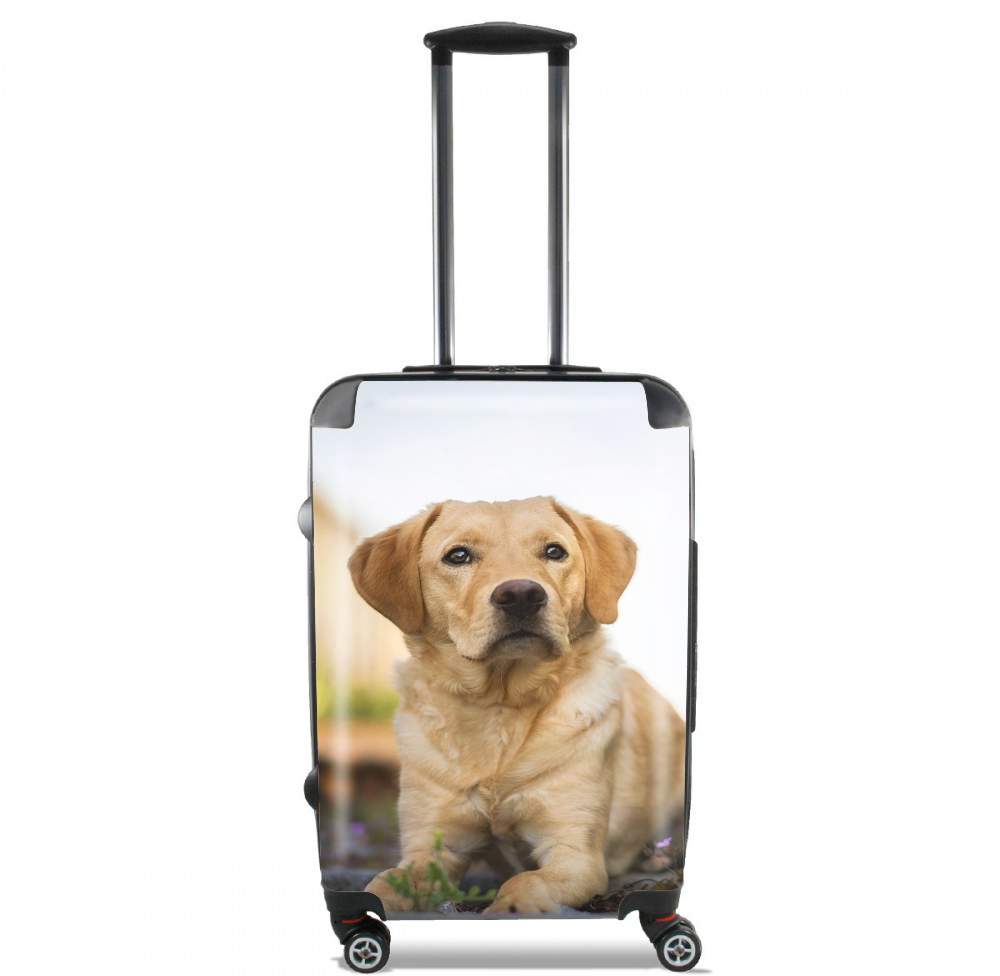  Labrador Dog para Tamaño de cabina maleta